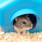 福岡でペット葬儀　火葬前に知っておきたいこと